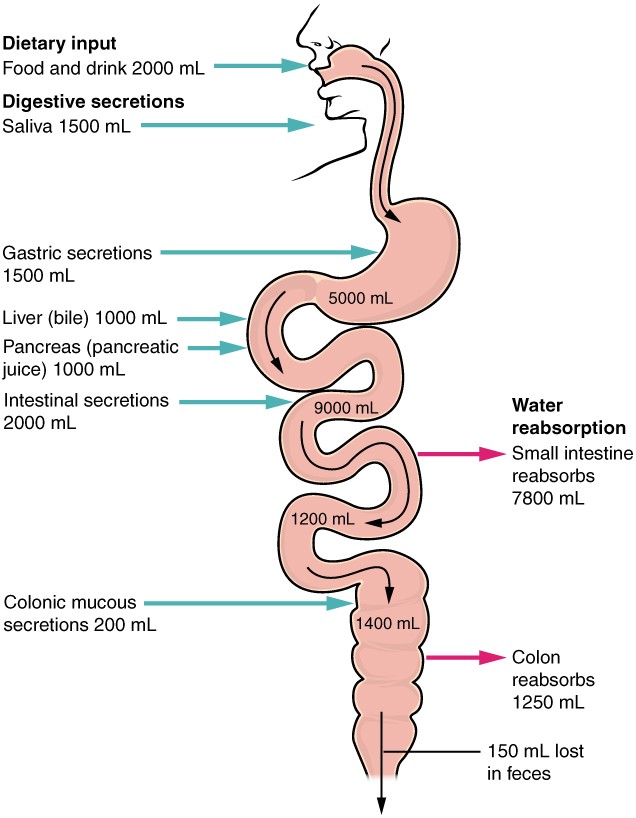 Nutrient absorption process