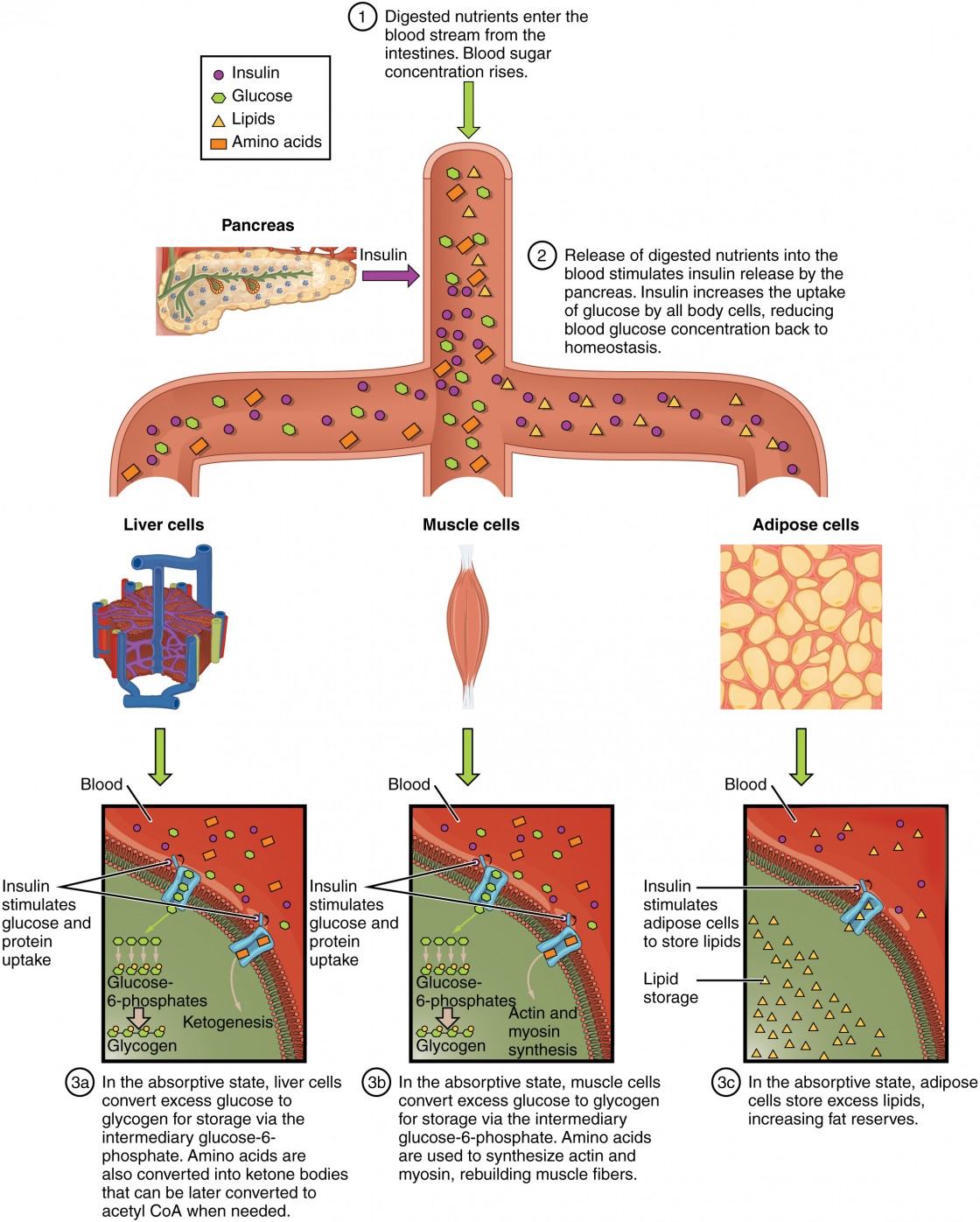 Metabolism and nutrient absorption