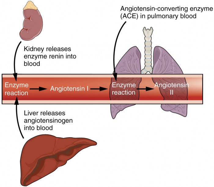 homeostasis in humans diagram