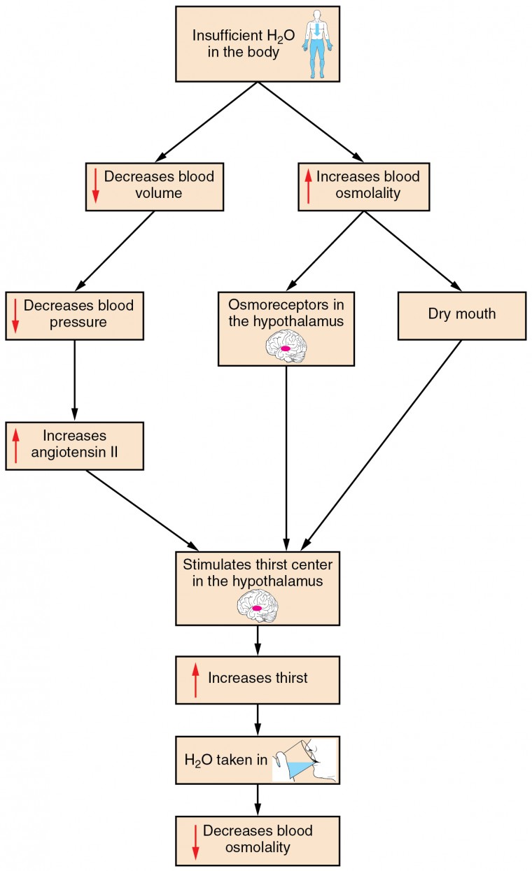 Blood Volume Chart