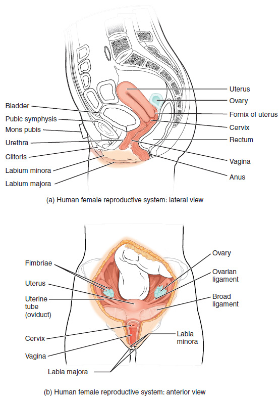 Female anatomy: Body parts, their functions, and diagram