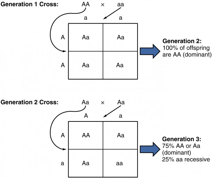 Chart That Shows Possible Gene Combinations