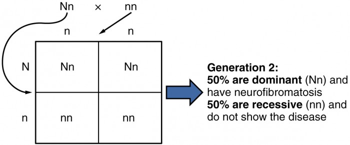 phenylketonuria punnett square