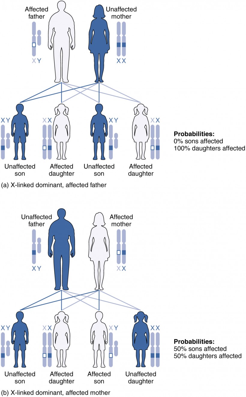 Patterns of Inheritance | Anatomy and Physiology II | Study Guides