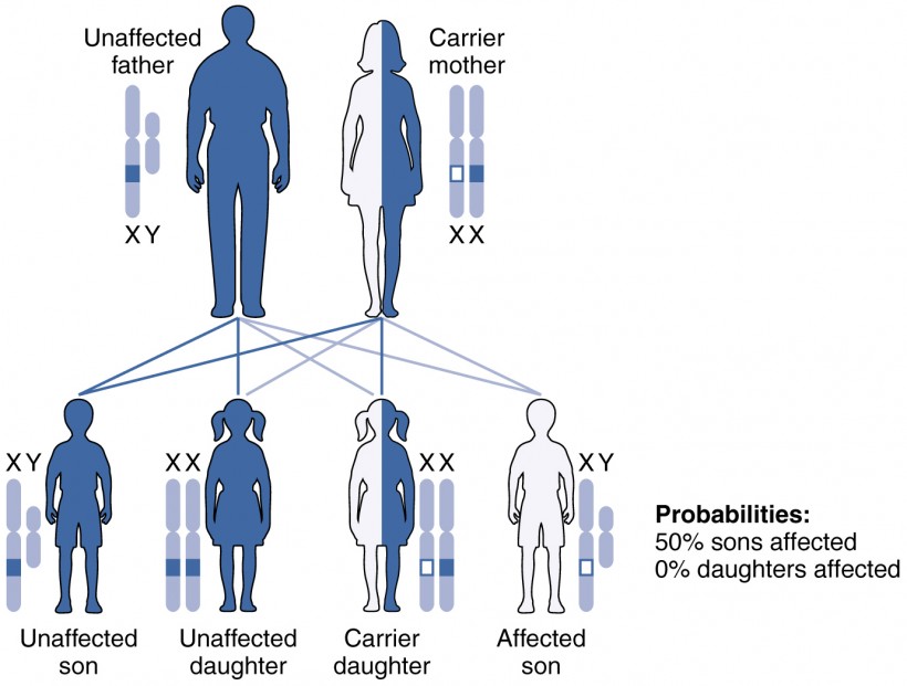 Patterns Of Inheritance Bio103 Human Biology