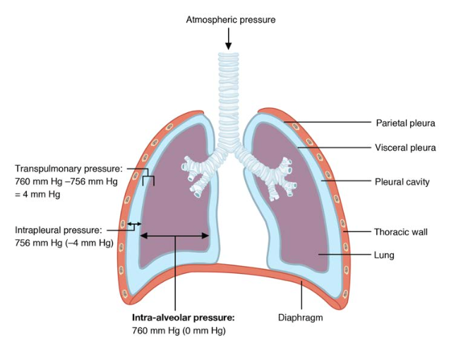 diaphragm lungs