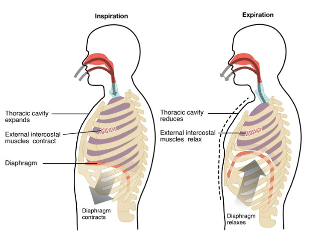 Inhalation exhalation. Human Breathing. The motion of the lung and  diaphragm in inspiration, expiration. Blue arrow oxygen inlet, red carbon  dioxide outlet. Pulmonary anatomy. Vector illustration Stock Vector