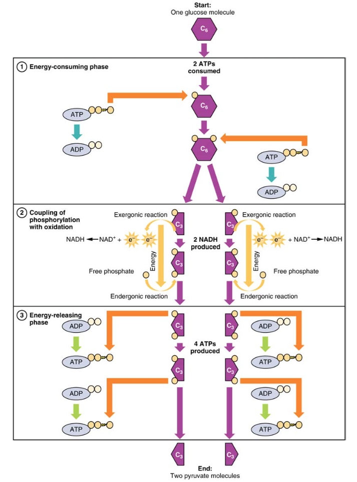 Carbohydrate Metabolism Chart