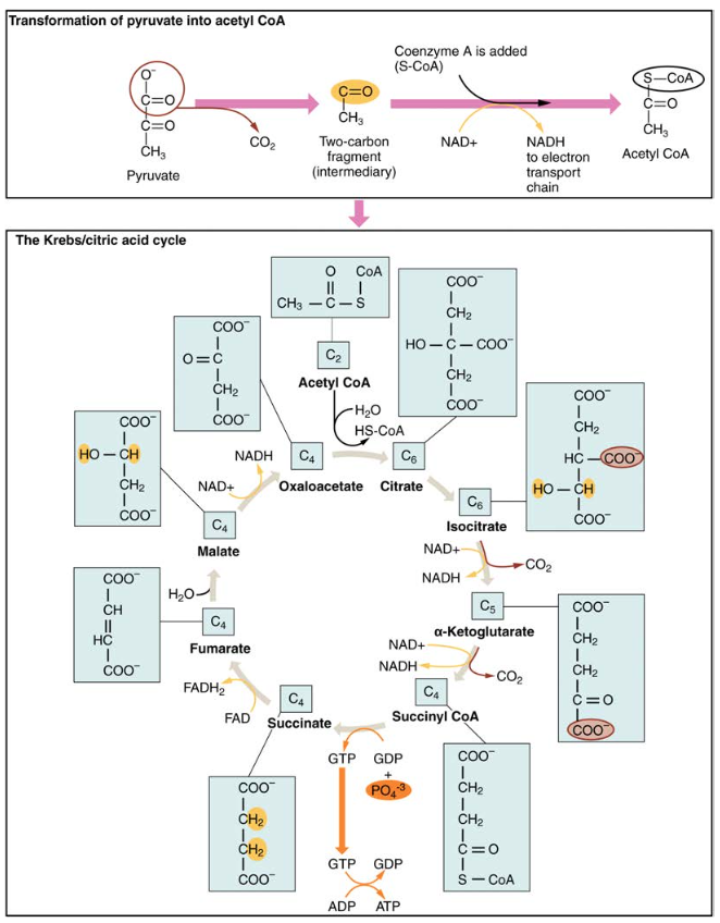 Krebs Syklusdiagram