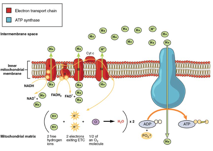 Electron Transport Chain