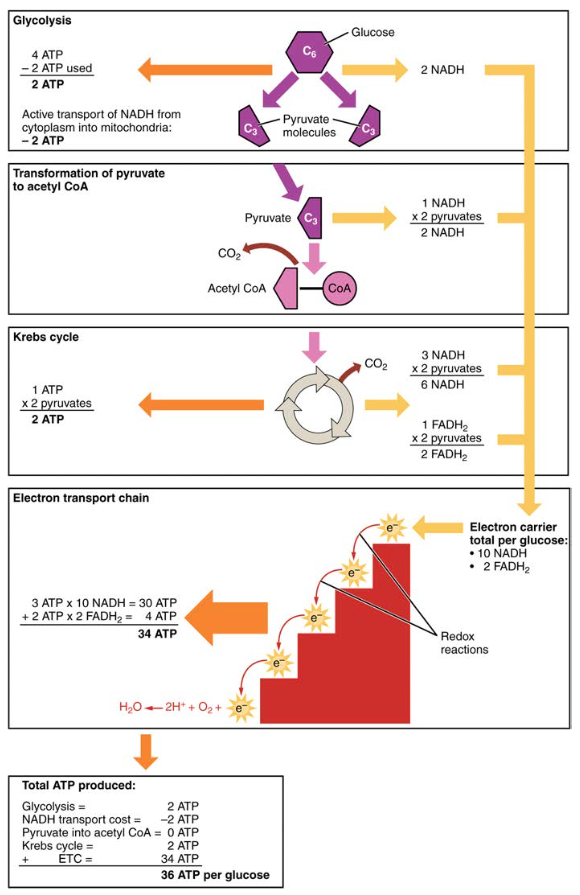 koolhydraatmetabolisme