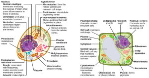 Eukaryotic Cells | BIO 101 General Biology I