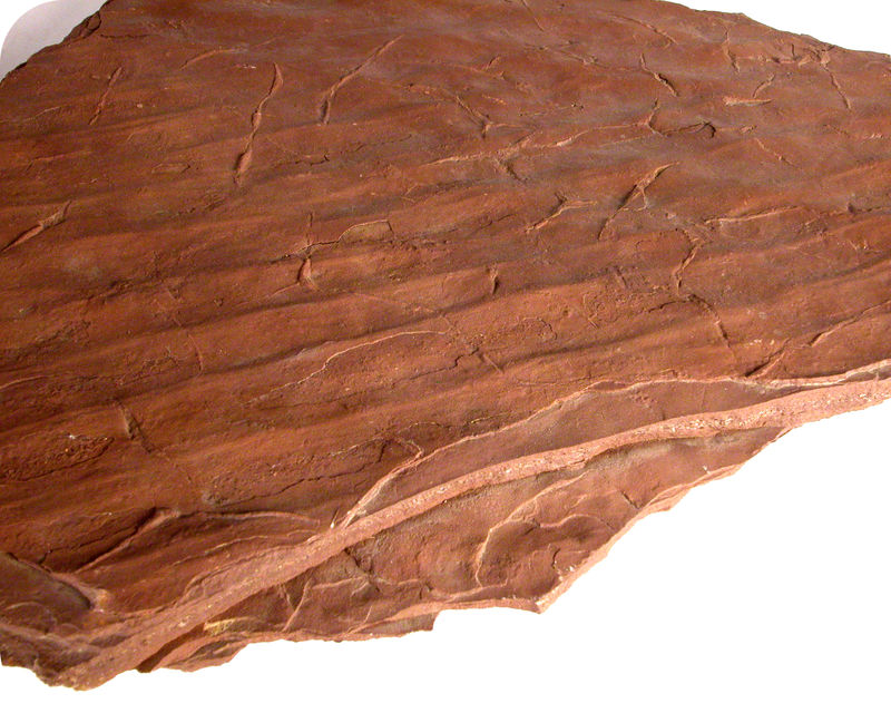 A slab of shale, a soft, finely stratified sedimentary rock