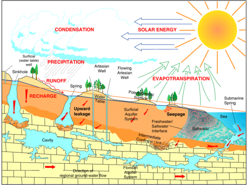 Diagram showing Florida aquifers. Rain is run off into springs which feed into underground cavities and eventually return to the sea. Because of the dips in the land, the water table sometimes is not underground.