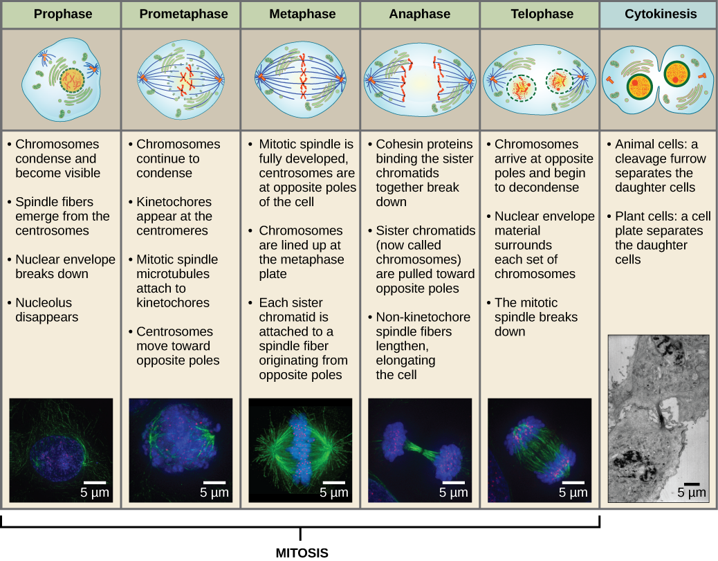 Chapter 12. The Cell Cycle and Mitosis Biology for Majors (openstax