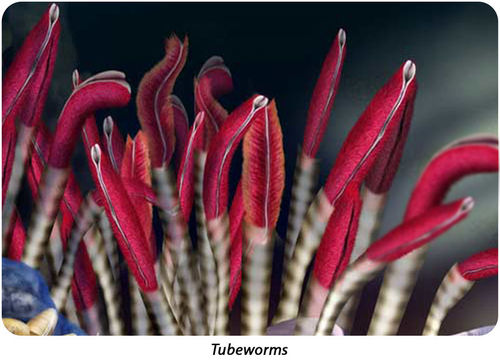 深海の動物 - 巨大チューブワーム (Riftia pachyptila)