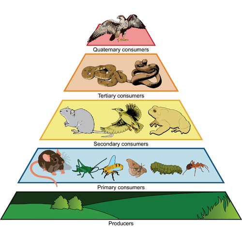 Ecosystems | Earth Science