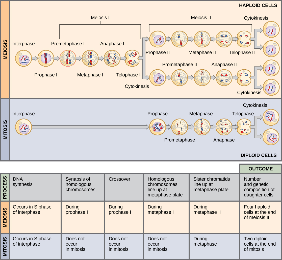 Ploidy - Wikipedia