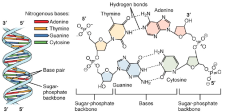 DNA Structure and Function | Biology I Laboratory Manual