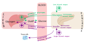 Homeostasis Lab | Biology II Laboratory Manual