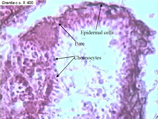 Reading Sponges Biology Ii Laboratory Manual