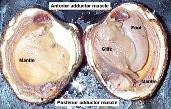 Reading: Mollusks | Biology II Laboratory Manual