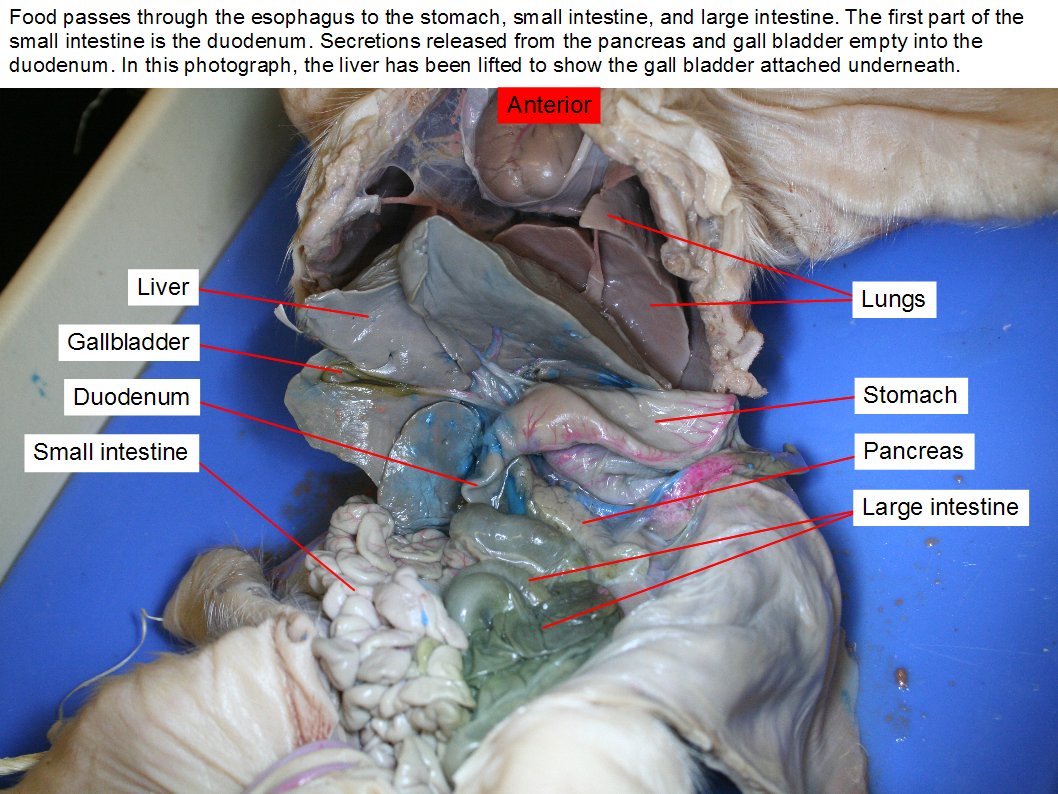 Fetal pig stomach diagram