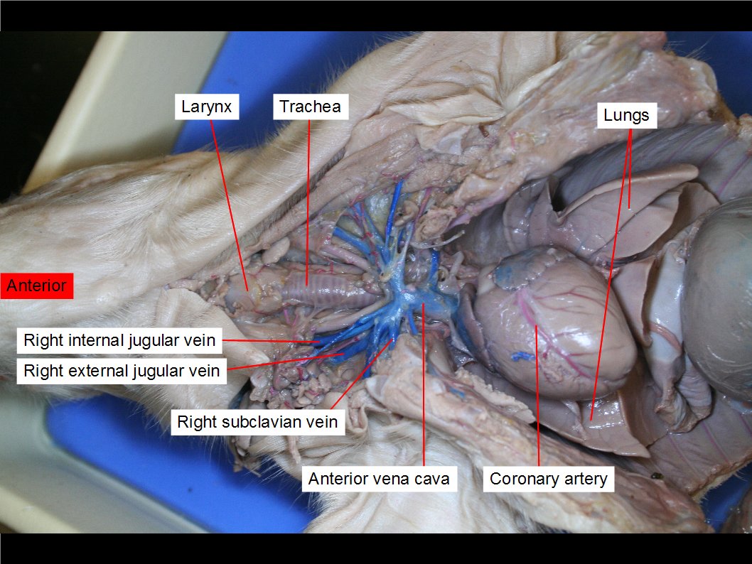 pig dissection diagrams