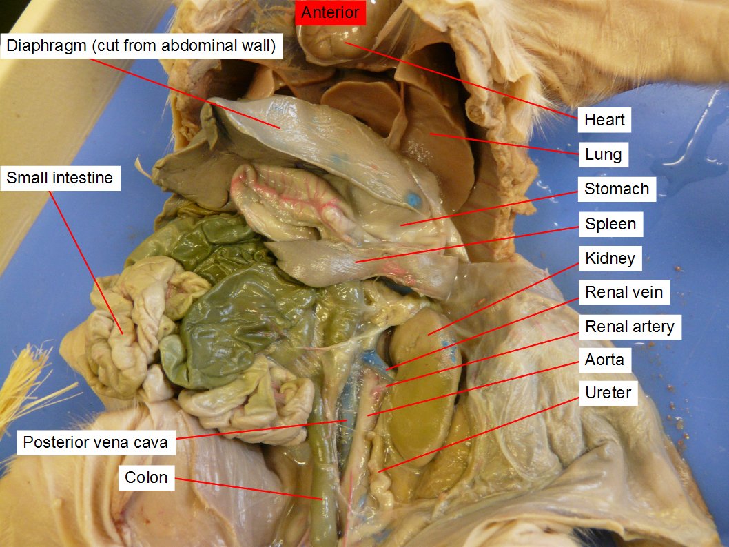 fetal pig rectum