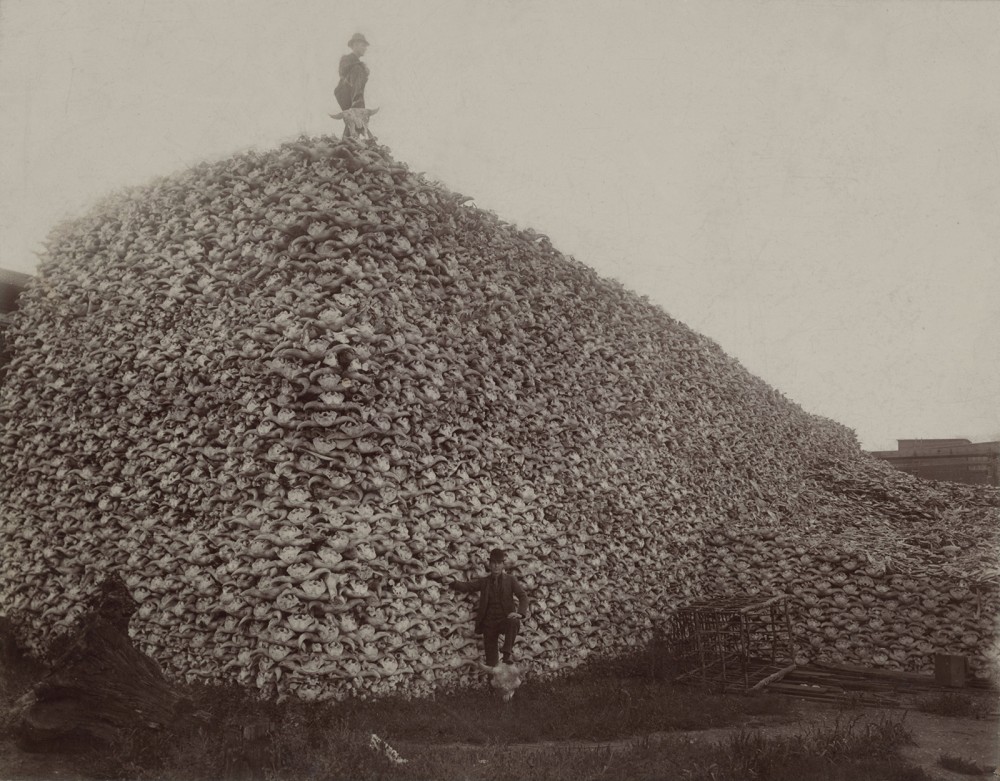 A man poses beside a stack of bison skulls that is at least three times as tall as he is. Another man stands on top of the pile.