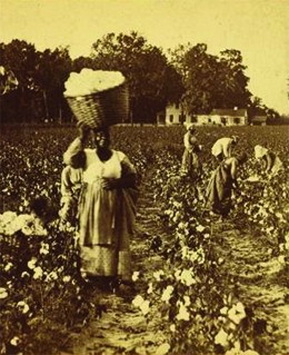 The Economics of Cotton | United States History 1 (OS Collection)