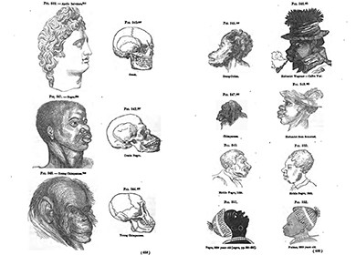 Two facing pages of illustrations depict the skulls of various humans and animals. On the first page, these include 