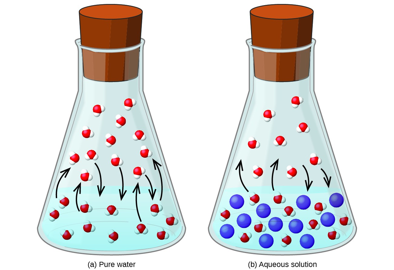 This figure contains two images. Figure a is labeled “pure water.” It shows a beaker half-filled with liquid. In the liquid, eleven molecules are evenly dispersed in the liquid each consisting of one central red sphere and two slightly smaller white spheres are shown. Four molecules near the surface of the liquid have curved arrows drawn from them pointing to the space above the liquid in the beaker. Above the liquid, twelve molecules are shown, with arrows pointing from three of them into the liquid below. Figure b is labeled “Aqueous solution.” It is similar to figure a except that eleven blue spheres, slightly larger in size than the molecules, are dispersed evenly in the liquid. Only four curved arrows appear in this diagram with two from the molecules in the liquid pointing to the space above and two from molecules in the space above the liquid pointing into the liquid below.