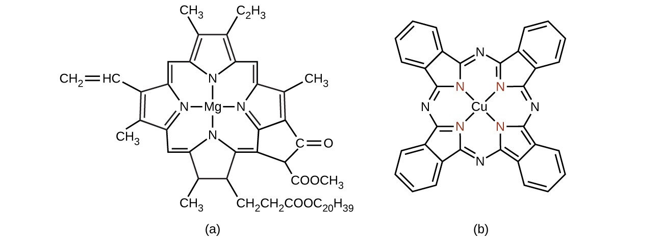 Structural formulas are shown for two complex molecules. The first has a central M g atom, to which N atoms are bonded above, below, left, and right. Each N atom is a component of a 5 member ring with four C atoms. Each of these rings has a double bond between the C atoms that are not bonded to the N atom. The C atoms that are bonded to N atoms are connected to C atoms that serve as links between the 5-member rings. The bond to the C atom clockwise from the 5-member ring in each case is a double bond. The bond to the C atom counterclockwise from the 5-member ring in each case is a single bond. To the left of the structure, two of the C atoms in the 5-member rings that are not bonded to N atoms are bonded to C H subscript 3 groups. The other carbons in these rings that are not bonded to N atoms are bonded to groups above and below. A variety of groups are attached outside this interconnected system of rings, including four C H subscript 3 groups, a C H subscript 2 C H subscript 2, C O O C subscript 20, H subscript 39 group, a C H C H subscript 2 group with a double bond between the C atoms, additional branching to form a five-member carbon ring to which an O atom is double bonded and a C O O C H subscript 3 group is attached. The second structure has a central C u atom to which four N atoms that participate in 5-member rings with C atoms are bonded. Unlike the first molecule, these 5-member rings are joined by N atoms between them, with a double bond on the counter clockwise side and a single bond on the clockwise side of each of the four N atoms that link the rings. On the side of each 5-member ring opposite its N atom, four additional carbon atoms are bonded, forming 6-member carbon rings with alternating double bonds. The double bonds are not present on the bonds that are shared with the 5-member rings.