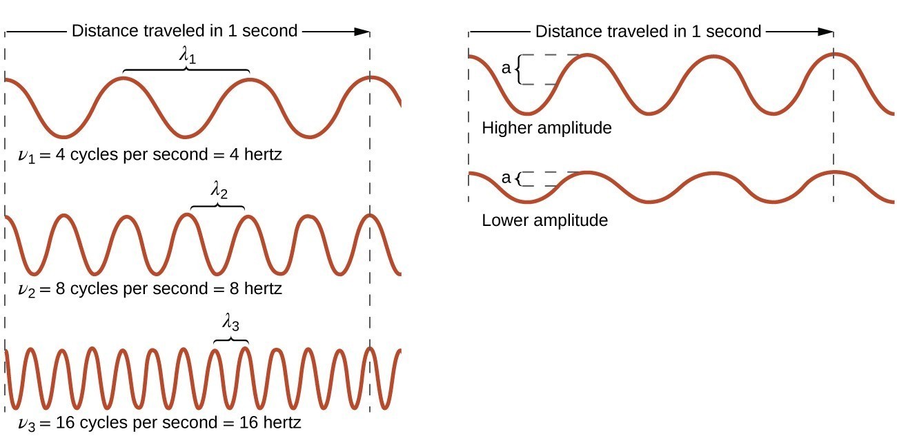 This figure includes 5 one-dimensional sinusoidal waves in two columns. The column on the left includes three waves, and the column on the right includes two waves. In each column, dashed vertical line segments extend down the left and right sides of the column. A right pointing arrow extends from the left dashed line to the right dashed line in both columns and is labeled, “Distance traveled in 1 second.” The waves all begin on the left side at a crest. The wave at the upper left shows 3 peaks to the right of the starting point. A bracket labeled, “lambda subscript 1,” extends upward from the second and third peaks. Beneath this wave is the label, “nu subscript 1 equals 4 cycles per second equals 4 hertz.” The wave below has six peaks to the right of the starting point with a bracket similarly connecting the third and fourth peaks which is labeled, “lambda subscript 2.” Beneath this wave is the label, “nu subscript 2 equals 8 cycles per second equals 8 hertz.” The third wave in the column has twelve peaks to the right of the starting point with a bracket similarly connecting the seventh and eighth peaks which is labeled, “lambda subscript 3.” Beneath this wave is the label, “nu subscript 3 equals 12 cycles per second equals 12 hertz.” All waves in this column appear to have the same vertical distance from peak to trough. In the second column, the two waves are similarly shown, but lack the lambda labels. The top wave in this column has a greater vertical distance between the peaks and troughs and is labeled, “Higher amplitude.” The wave beneath it has a lesser distance between the peaks and troughs and is labeled, “Lower amplitude.”