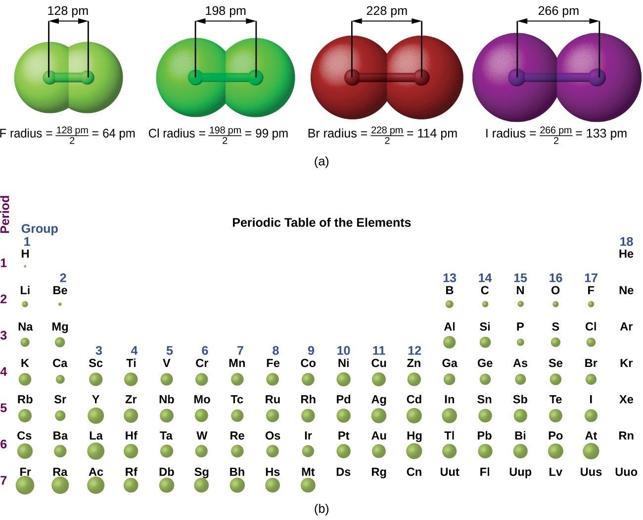 This figure has two parts: a and b. In figure a, 4 diatomic molecules are shown to illustrate the method of determining the atomic radius of an atom. The first model, in light green, is used to find the F atom radius. Two spheres are pushed very tightly together. The distance between the centers of the two atoms is indicated above the diagram with a double headed arrow labeled, 