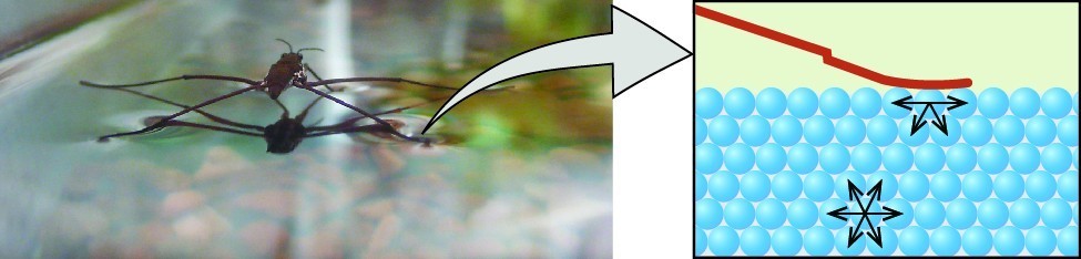 on the left is a photograph of a water strider insect.  On the right is an illustration of the forces of the insect's leg on the water molecules.