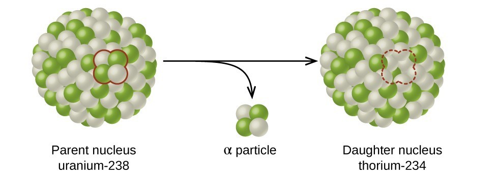 A diagram shows two spheres composed of many smaller white and green spheres connected by a right-facing arrow with another, down-facing arrow coming off of it. The left sphere, labeled “Parent nucleus uranium dash 238” has two white and two green spheres that are near one another and are outlined in red. These two green and two white spheres are shown near the tip of the down-facing arrow and labeled “alpha particle.” The right sphere, labeled “Daughter nucleus radon dash 234,” looks the same as the left, but has a space for four smaller spheres outlined with a red dotted line.