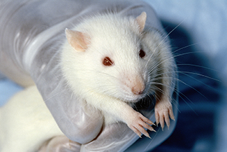 A gloved hand holding a lab rat.