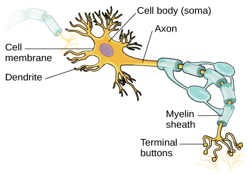 synapse brain dendrite axon