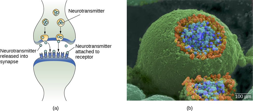 Beeld (a) toont de synaptische ruimte tussen twee neuronen, waarbij neurotransmitters in de synaps worden vrijgemaakt en zich aan receptoren hechten. Afbeelding (b) is een microfoto van een bolvormige terminale knop waarvan een deel van de buitenkant is verwijderd, zodat een massief binnenste van kleine ronde onderdelen zichtbaar wordt.