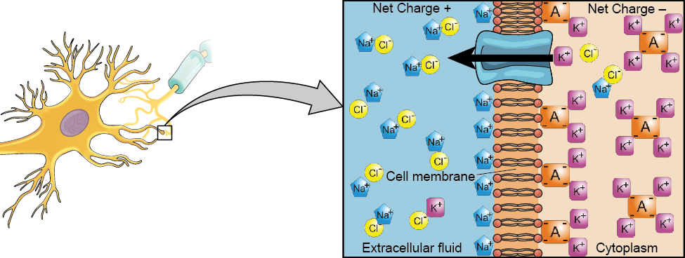 Une illustration en gros plan représente la différence de charges à travers la membrane cellulaire, et montre comment les cellules Na+ et K+ se concentrent plus près de la membrane.