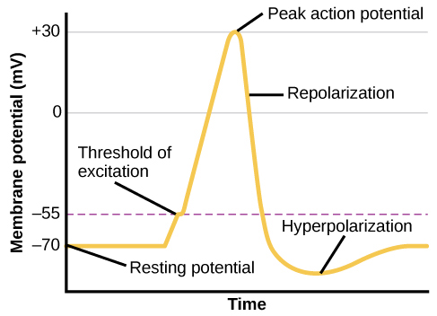 Un graphique montre l'augmentation, le pic et la diminution du potentiel de membrane. Les millivolts à travers les phases sont approximativement -70mV au potentiel de repos, -55mV au seuil d'excitation, 30mV au pic du potentiel d'action, 5mV à la repolarisation et -80mV à l'hyperpolarisation.