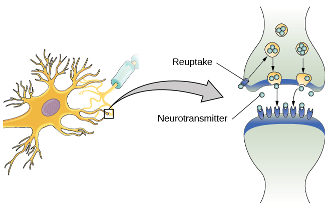 L'espace synaptique entre deux neurones est représenté. Certains neurotransmetteurs qui ont été libérés dans la synapse se fixent sur des récepteurs tandis que d'autres subissent une recapture dans le terminal de l'axone.