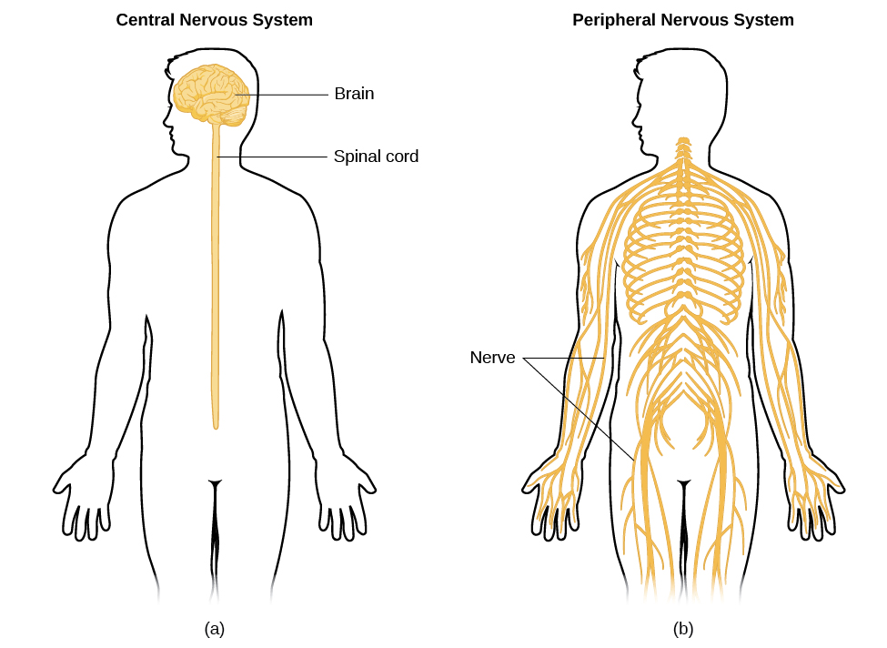 Cns And Pns Chart