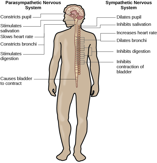 Un diagrama del cuerpo humano muestra las diferentes funciones del sistema nervioso simpático y parasimpático. El sistema parasimpático puede constreñir las pupilas, estimular la salivación, disminuir el ritmo cardíaco, constreñir los bronquios, estimular la digestión, estimular la secreción de bilis y provocar la contracción de la vejiga. El sistema nervioso simpático puede dilatar las pupilas, inhibir la salivación, aumentar el ritmo cardíaco, dilatar los bronquios, inhibir la digestión, estimular la descomposición del glucógeno, estimular la secreción de adrenalina y noradrenalina, e inhibir la contracción de la vejiga.