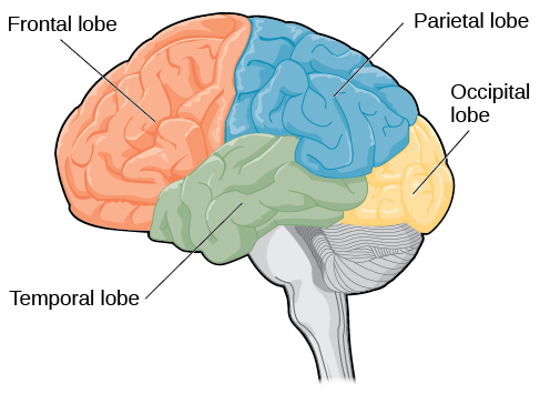 Human Anatomy Scientific Illustrations Brain Side View High-Res Vector  Graphic - Getty Images