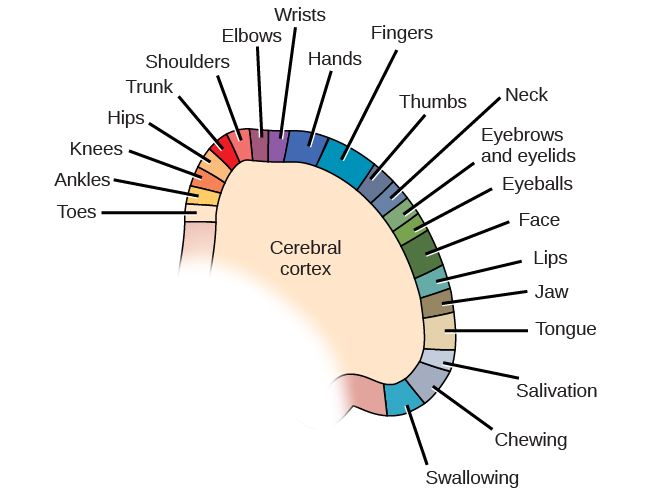 psychology brain map