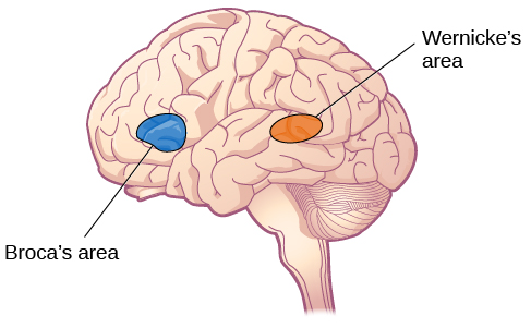 Regions of the brain associated with language processing