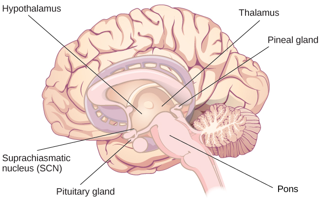 Sleep And Why We Sleep General Psychology 1260